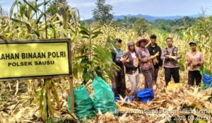 Warga Desa “Sausu Auma” Panen Jagung Kwartal III