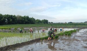 Komitmen Ketahanan Pangan, Koramil 0815/06 Kemlagi Intensifkan Pendampingan Tanam Padi