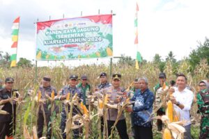 Panen Raya Jagung Serentak Digelar di Dusun Batuan