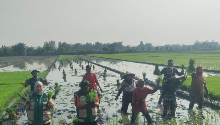 Babinsa Pos Ramil 0815/20 Mojoanyar Dampingi Tanam Padi Serentak di Desa Sadartengah