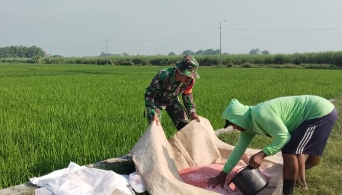 Babinsa Dampingi Pemupukan Padi, Danramil 0815/04 Puri: Langkah Nyata Jaga Produktivitas dan Ketahanan Pangan