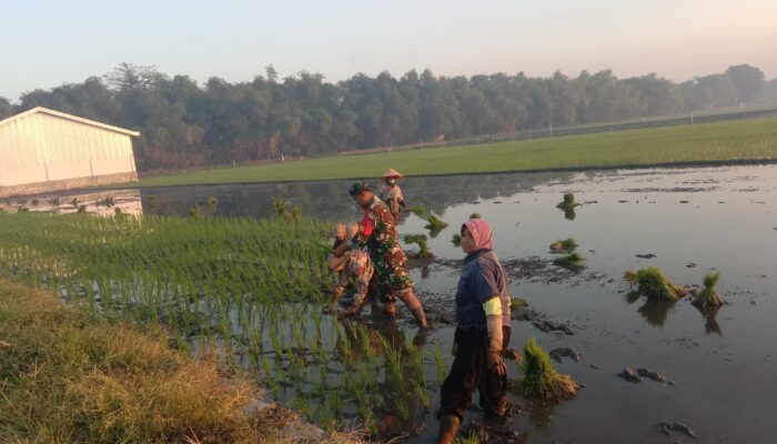 Babinsa Koramil 0815/09 Mojosari Dampingi Petani Tanam Padi, Perkuat Semangat Swasembada Pangan di Modopuro