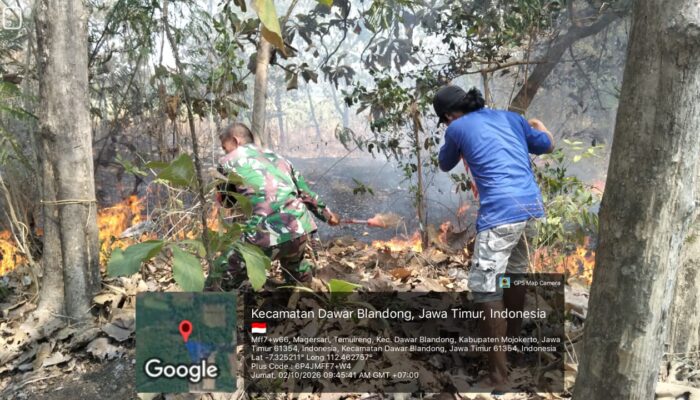 Titik Api di Hutan Jati Temuireng, Koramil 0815/08 Dawarblandong Bersama Warga Bergerak Padamkan Api